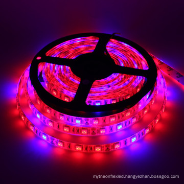 Hot sales on alibaba 5050 DC12v 5M/roll led grow light strip